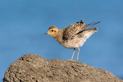 Pacific Golden Plover (Pluvialis fulva), Victoria, Australia