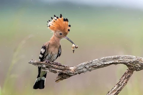 Eurasian Hoopoe (Upupa epops) with food in beak, Subotica, Serbia