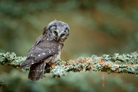 Owl hidden in the orange leaves. Bird with big yellow eyes. Autumn bird. Boreal owl in the orange