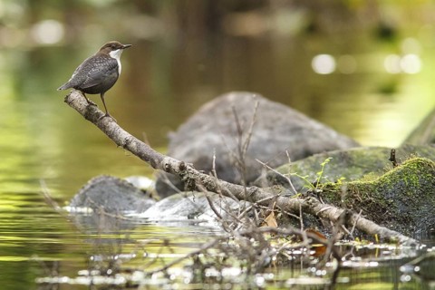 White-throated Dipper (Cinclus cinclus), on river, Galicia, Spain