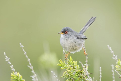 Balearic Warbler (Sylvia balearica) male, Mallorca, Spain
