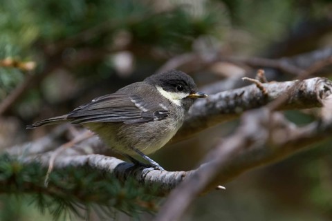 Cyprus Coal Tit (Periparus ater cypriotes) juvenile, Cyprus