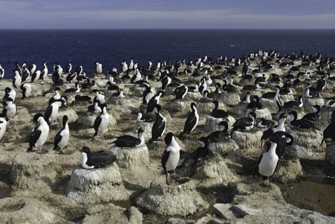 Imperial Shag (Leucocarbo atriceps), Falkland Islands