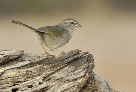 Olive Sparrow (Arremonops rufivirgatus), Texas, USA
