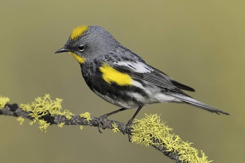 Audubon's Warbler (Setophaga auduboni), Oregon, USA