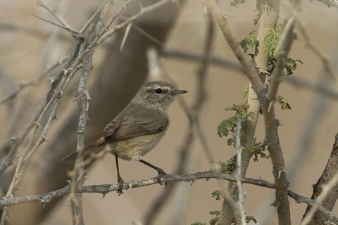 Plain Leaf Warbler (Phylloscopus neglectus), Oman