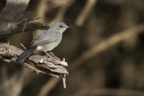 Blackstart (Oenanthe melanura), Oman