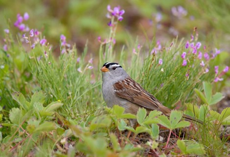 White-crowned Sparrow (Zonotrichia leucophrys) perched on a meadow, British Columbia, Canada