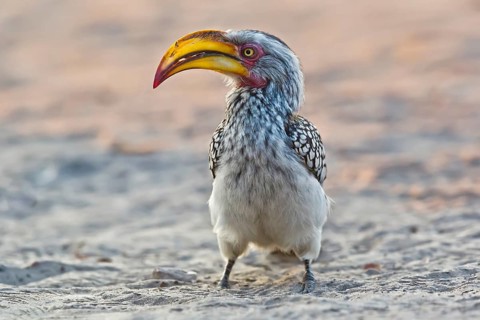 Southern Yellow-billed Hornbill (Tockus leucomelas), Moremi, Botswana