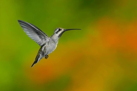 Plain-capped Starthroat Heliomaster constantii pinicola Puerto Vallart, Jalisco, Mexico 14 June