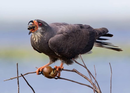 Snail Kite (Rostrhamus sociabilis) male perched on a branch feeding on a snail, Florida, USA