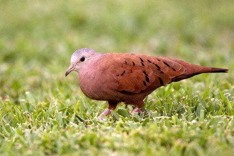 Ruddy Ground-Dove Columbina talpacoti Gulfito, Costa Rica 5 November Adult Male Columbidae