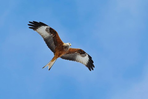 Red Kite (Milvus milvus) flying, Brandenburg, Germany