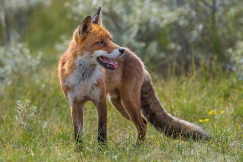 Red Fox (Vulpes vulpes) standing in meadow, Netherlands