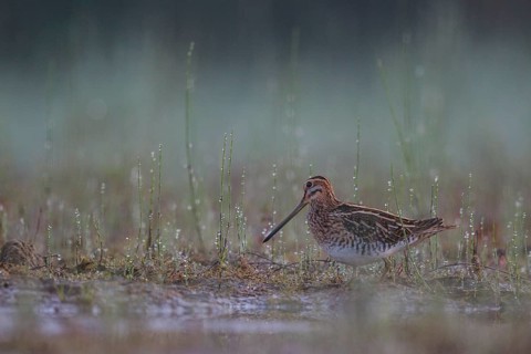 Common Snipe (Gallinago gallinago) foraging, North Rhine-Westphalia, Germany