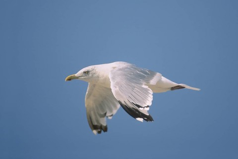 American Herring Gull (Larus smithsonianus) flying, New Jersey, USA