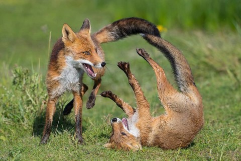 Red Fox (Vulpes vulpes) two young fighting and playing in grassland, Netherlands
