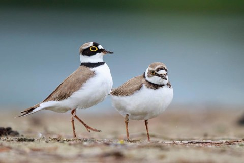 Little Ringed Plover (Charadrius dubius) pair displaying, North Rhine-Westphalia, Germany
