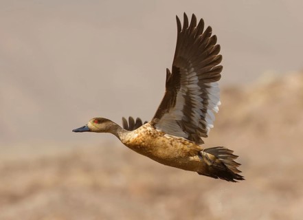 Crested Duck (Lophonetta specularioides) flying, Santiago Metropolitan, Chile