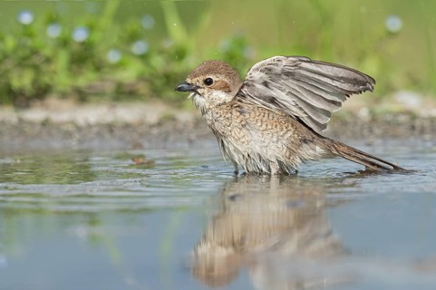 Red-backed Shrike (Lanius collurio) female bathing, Aosta Valley, Italy