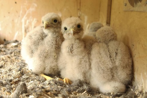Common Kestrel (Falco tinnunculus) chick, Lower Saxony, Germany