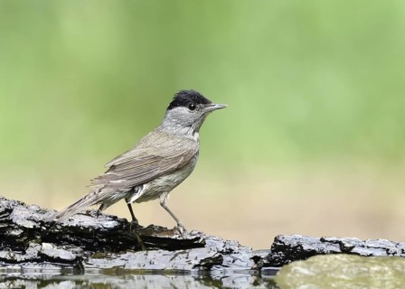 Eurasian Blackcap (Sylvia atricapilla) male, Hungary