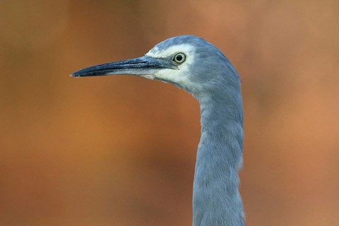 White-faced Heron (Egretta novaehollandiae), Victoria, Australia