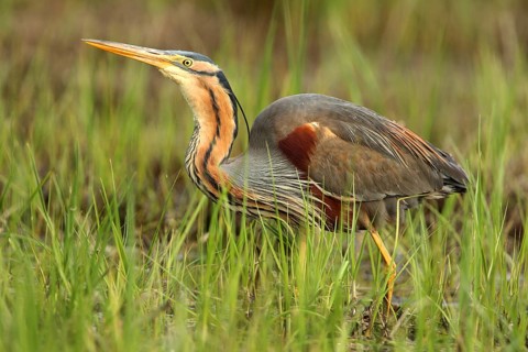 Purple Heron (Ardea purpurea) foraging, French Riviera, France