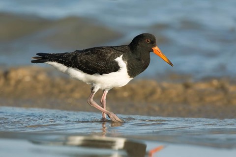Pied Oystercatcher (Haematopus longirostris) juvenile foraging at shoreline, Victoria, Australia
