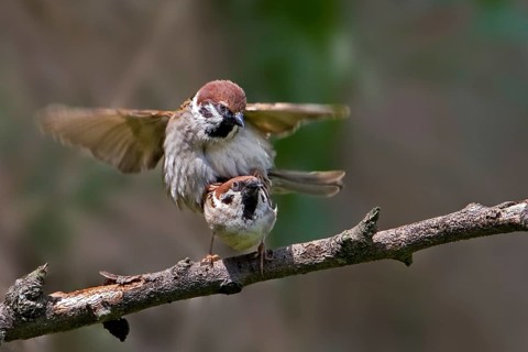 Eurasian Tree Sparrow (Passer montanus) pair mating, Saxony-Anhalt, Germany