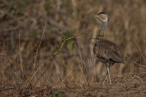 White-bellied Bustard (Eupodotis senegalensis) male, Senegal
