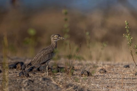 Senegal Thick-knee (Burhinus senegalensis), Senegal