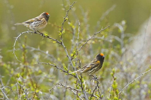 Red-fronted Serin (Serinus pusillus), Nigde, Turkey