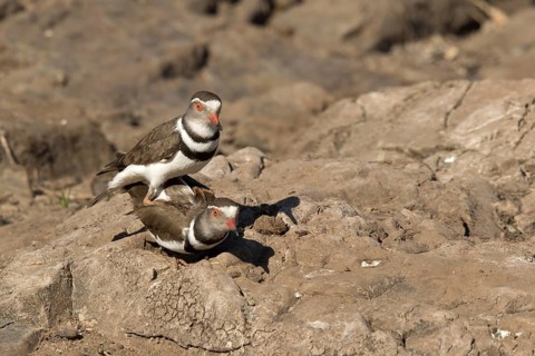 Driebandplevier, Three-banded Plover, Charadrius tricollaris
