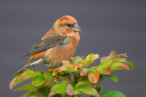 Common Crossbill - Fichtenkreuzschnabel - Loxia curvirostra ssp. curvirostra, Germany, adult male,