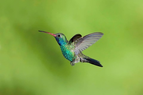 Broad-billed Hummingbird Cynanthus latirostris Santa Rita Mountains, Arizona, United States 18 May