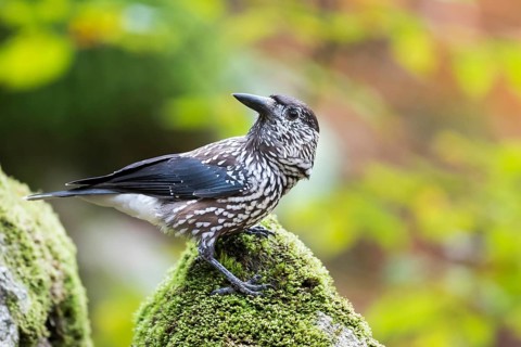 Nutcracker - Tannenhäher - Nucifraga caryocatactes ssp. caryocatactes, Germany, adult
