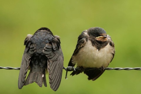 Barn Swallow (Hirundo rustica) juvenile, Lower Saxony, Germany
