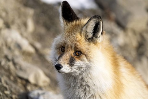 Tibetan red fox (Vulpes vulpes montana), Himalayas, Spitital, Kaza, Himachal Pradesh, India