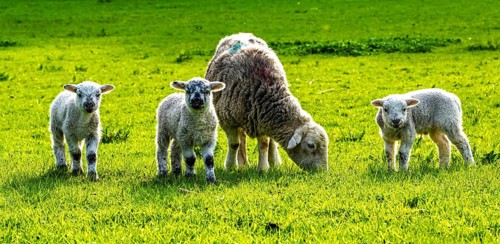 Sheep and farm in Lake District National Park, Coniston Water, Cumbria, England, United Kingdom