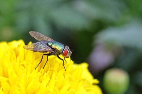 Bottle Fly (Lucilia caesar) on Tagetes or marigold (Tagetes sp.), macro photograph, Wilnsdorf,