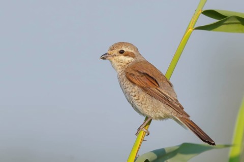 Red-backed shrike (Lanius collurio), female sitting on a reed stalk, looking for prey, wildlife,