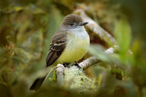 Pale-edged flycatcher, Myiarchus cephalotes, hidden in the nature forest habitat. Bird sitting on