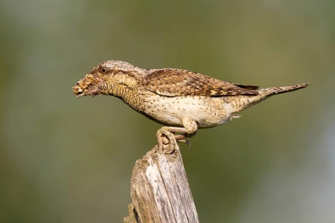 Eurasian Wryneck (Jynx torquilla), Navarra, Spain