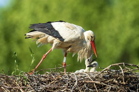 A stork leans towards its chicks in the nest, white stork (Ciconia ciconia), wildlife, Germany
