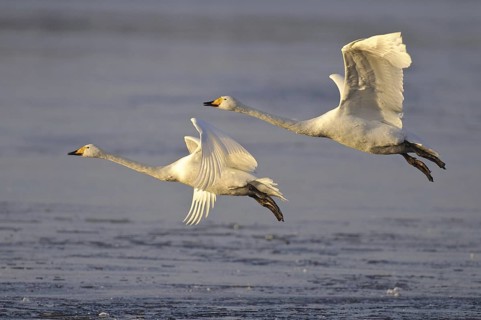 Whooper Swan (Cygnus cygnus) flying, Lower Saxony, Germany