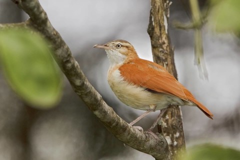 Pacific Hornero (Furnarius leucopus), Ecuador