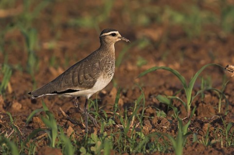 Sociable Lapwing (Vanellus gregarius), Oman
