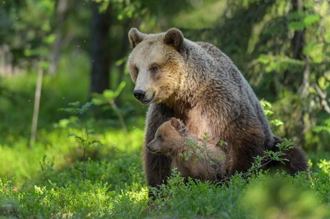 Eurasian Brown Bear (Ursus arctos) mother with cubs in forest, Finland