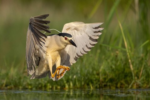 Black-crowned Night Heron (Nycticorax nycticorax) landing, Pusztaszer, Hungary